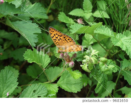 Python蝴蝶 9681650