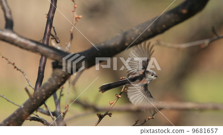 Living creatures Birds Enaga flying between the plum tree branches 9681657