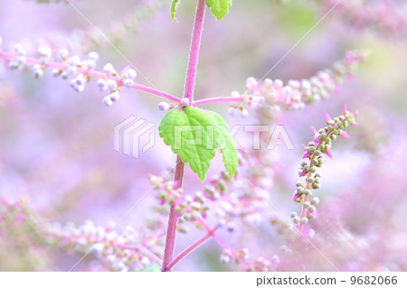 Mayflower Mayflower 9682066