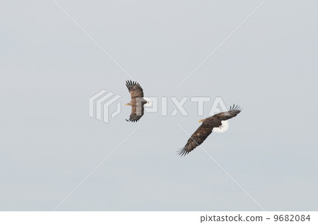 Round of white-tailed eagles Round of white-tailed eagles 9682084