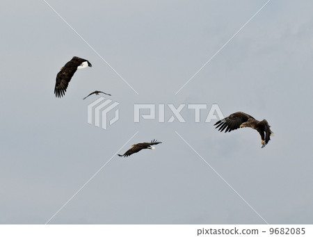 Round of white-tailed eagles Round of white-tailed eagles 9682085