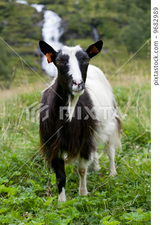 goat 9682989
