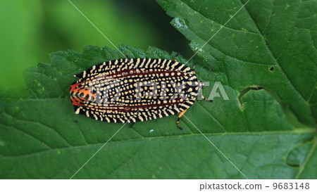 Living thing insects Velvethamaki, it looks like a flashy cockroach, but this is still a moth 9683148