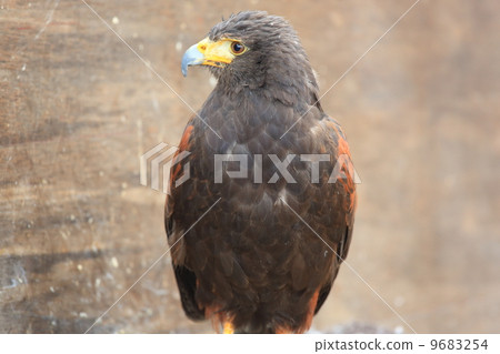 哈里斯霍克 9683254