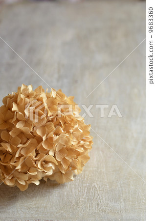 Dried flower Dried flower 9683360