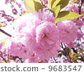 Double cherry blossoms 9683547