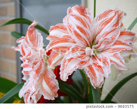 Double-bloom Amaryllis 9683575