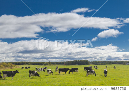 Cow  9683738