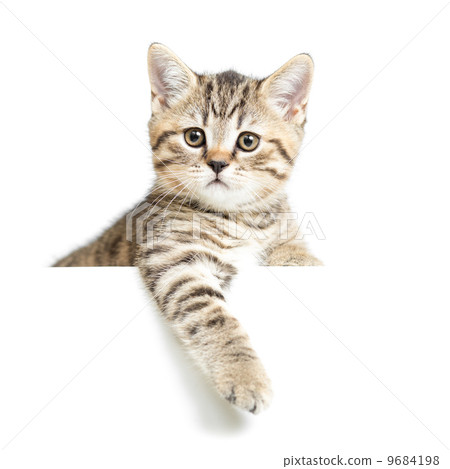 Cat or kitten isolated on white 9684198