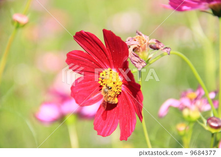 Honey making Honey making 9684377