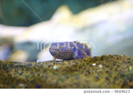 秩父 食用魚 動物 9684623