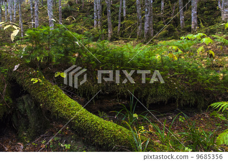 Five colors are original Five colors are original 9685356