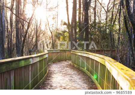 Boardwalk in swamp 9685589