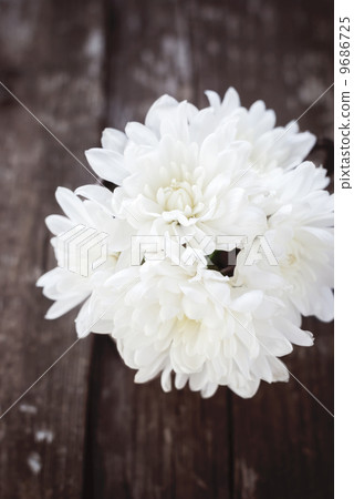 Spring White Flowers Spring White Flowers 9686725