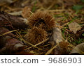 Falling chestnuts 9686903