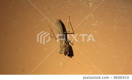 生物昆蟲Hinakamakiri 9686918