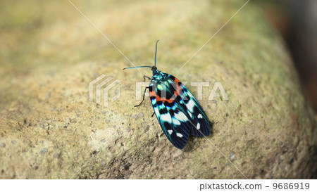 Living thing Insects Even this is a moth, Satsumanishiki 9686919