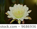 Cactus flower 9686936