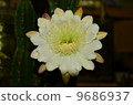 Cactus flower 9686937