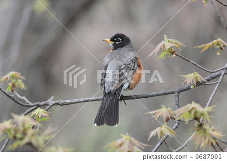 American Robin American Robin 9687091