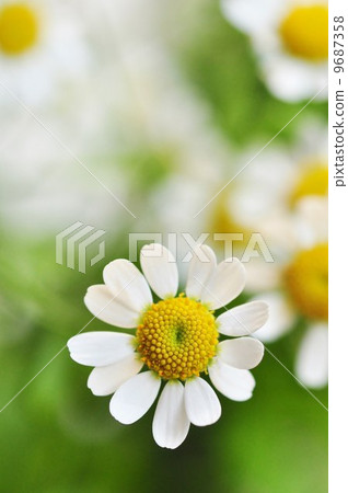 Feverfew floret 9687358