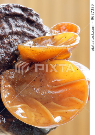 Cha Amnestic Cha Amnestic 9687389