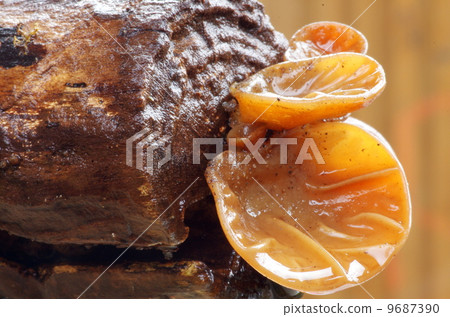 Cha Amnestic 9687390