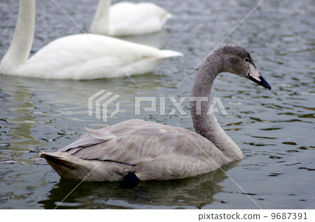 天鵝 天鵝 9687391