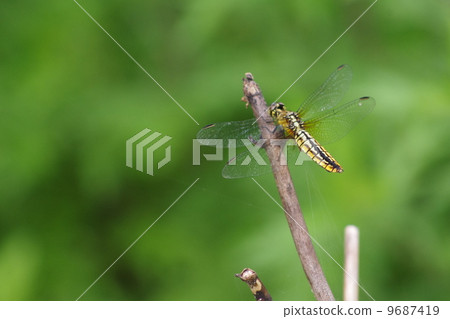 蜻蜓 9687419