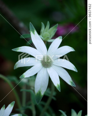 Flannel Flower 9687482