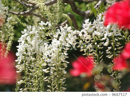 在杜鵑花的白色紫藤 9687517