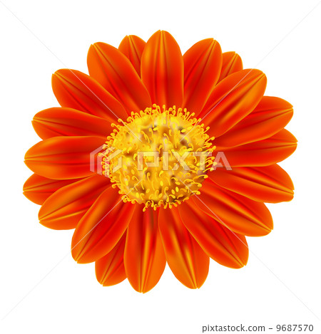 Mexican sunflower weed 9687570
