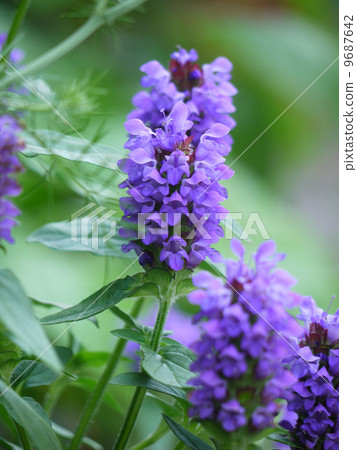 Rice Bogusa Rice Bogusa 9687642