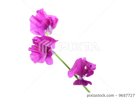 紫甜豌豆(側) 紫甜豌豆(側) 9687727