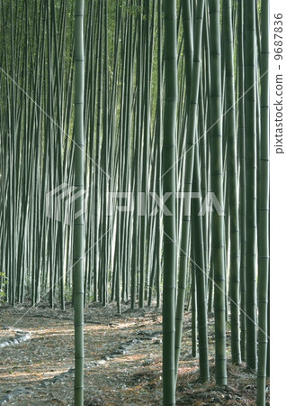 綠竹林 綠竹林 9687836