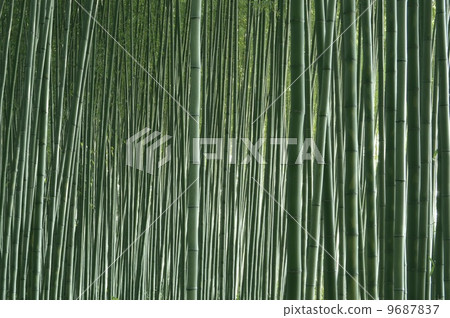 綠竹林 綠竹林 9687837