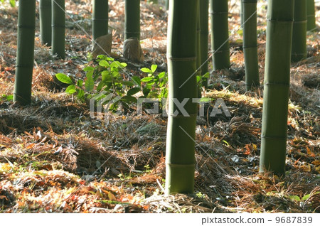 竹林 竹林 9687839
