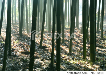 早上竹林 早上竹林 9687840