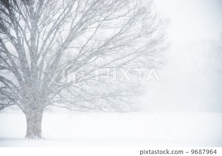 本木 暴風雪 下大雪 9687964