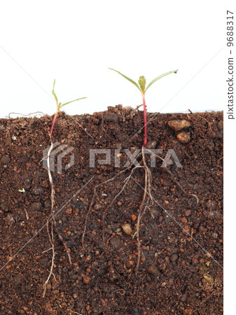 萬壽菊發芽 萬壽菊發芽 9688317