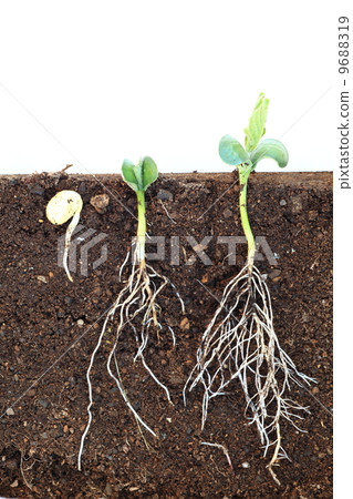 Soybean germination Soybean germination 9688319