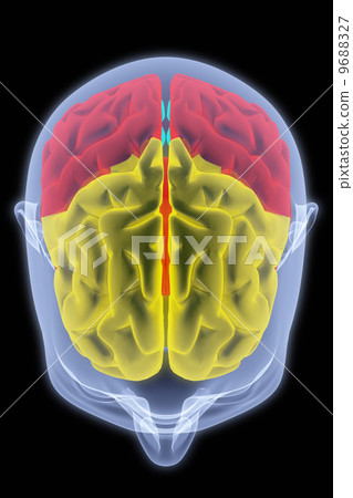 brain brain 9688327