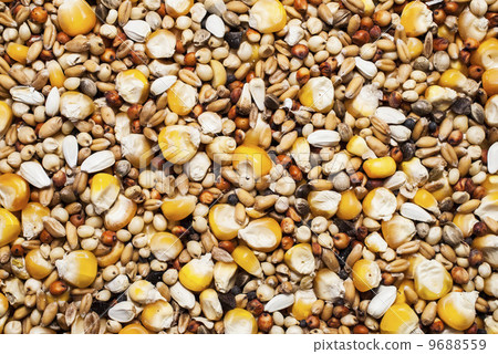 Pigeon Pigeon 9688559