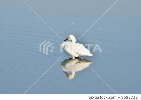 Coquawan swimming in winter at the biotope of Kita Biwa lake in winter 9688732