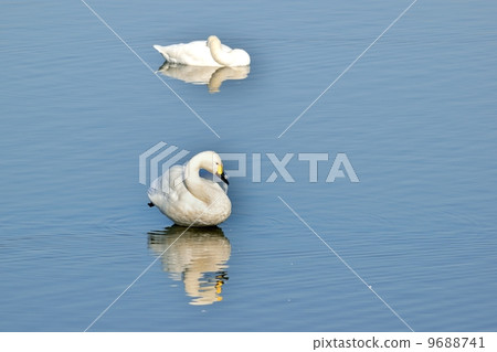 Coquawan swimming in winter at the biotope of Kita Biwa lake in winter Coquawan swimming in winter at the biotope of Kita Biwa lake in winter 9688741