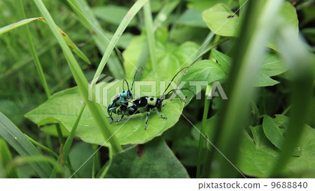 Mating of living things Insect Lamy Kamikiri 9688840