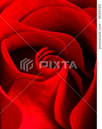 flower, flowers, rose 9689260