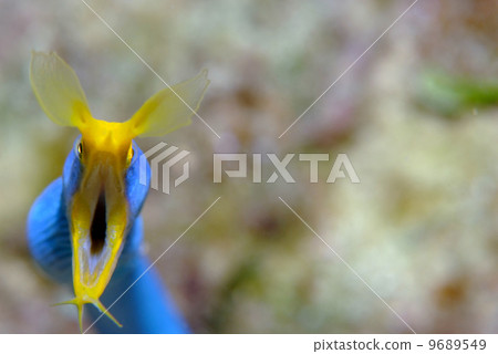 哈娜甲蟲 9689549