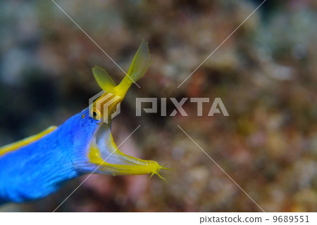 哈娜甲蟲 9689551