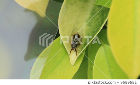 生物昆蟲日本最小的半，岩崎Xusa半 9689681
